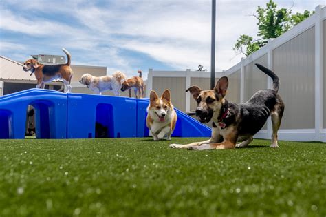 k9 daycare and luxury hotel.